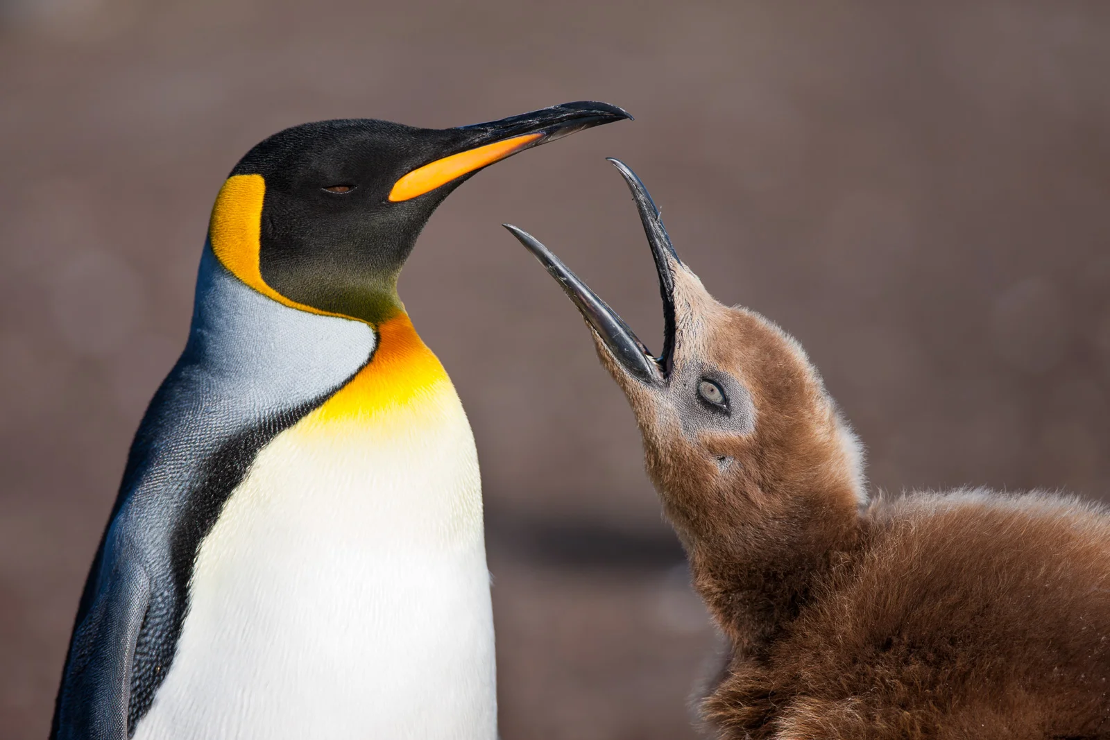 muench-workshops-falklands-south-georgia-antarctica-will-burrard-lucas-2.jpg
