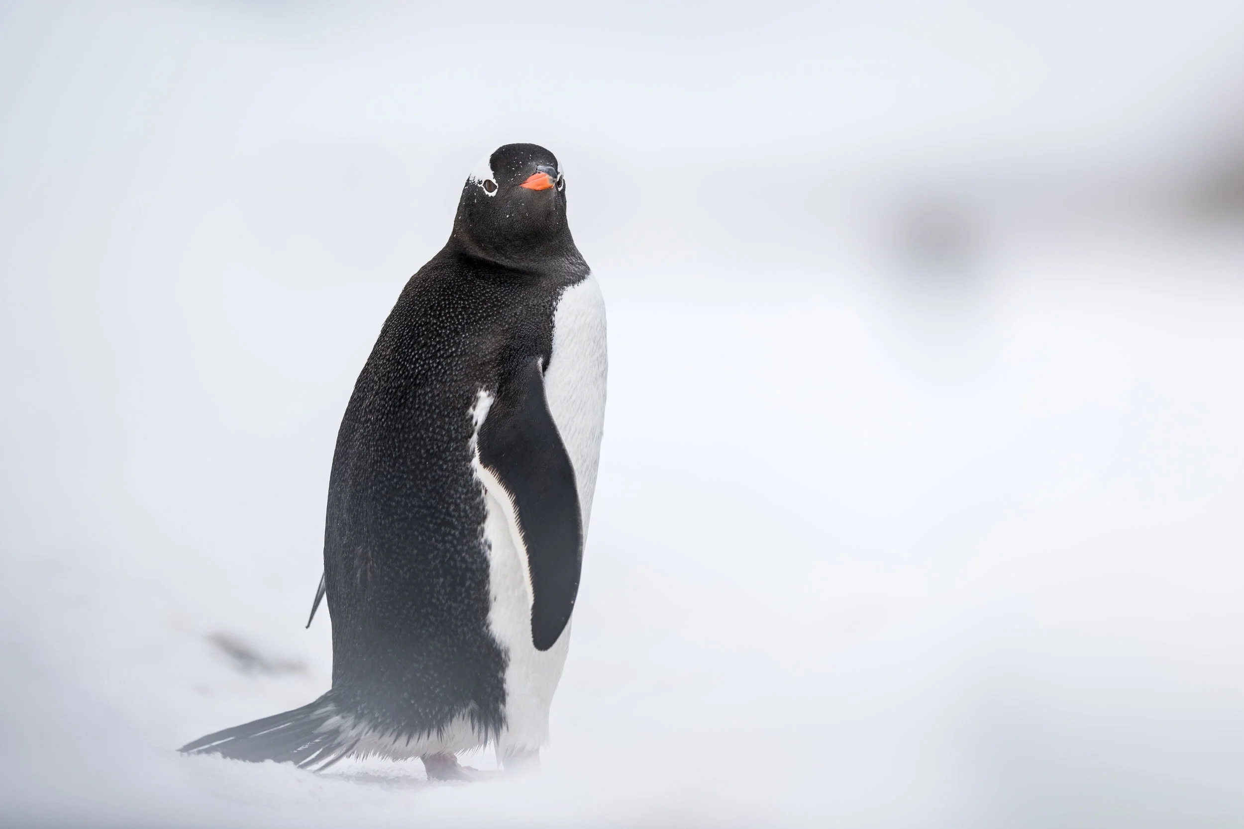 Gentoo Portrait