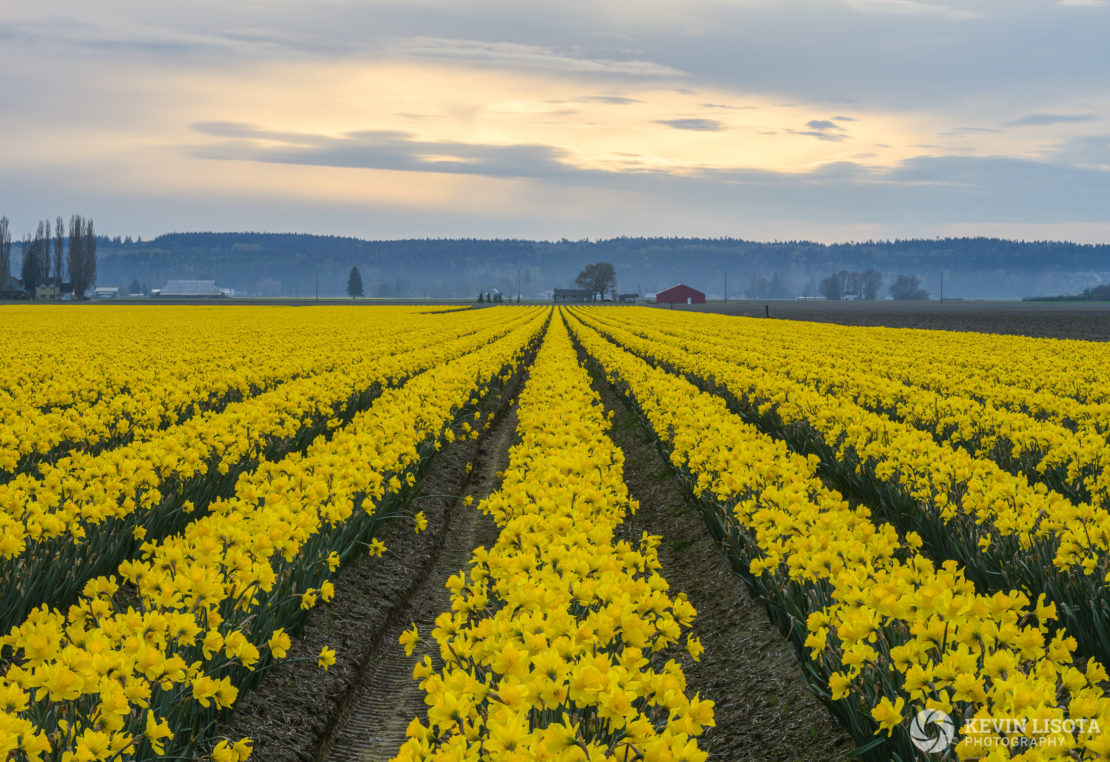 The same scene as above after focus stacking. Notice that the flowers in front and barn in back are all in focus. Nikon Z7, 130mm, f/13 ISO 64