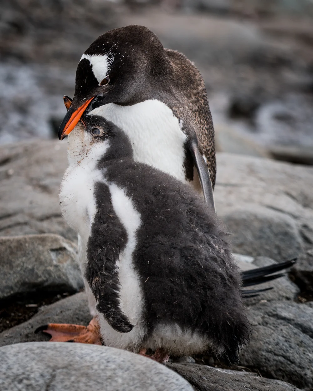 muench-workshops-antarctica.jpg