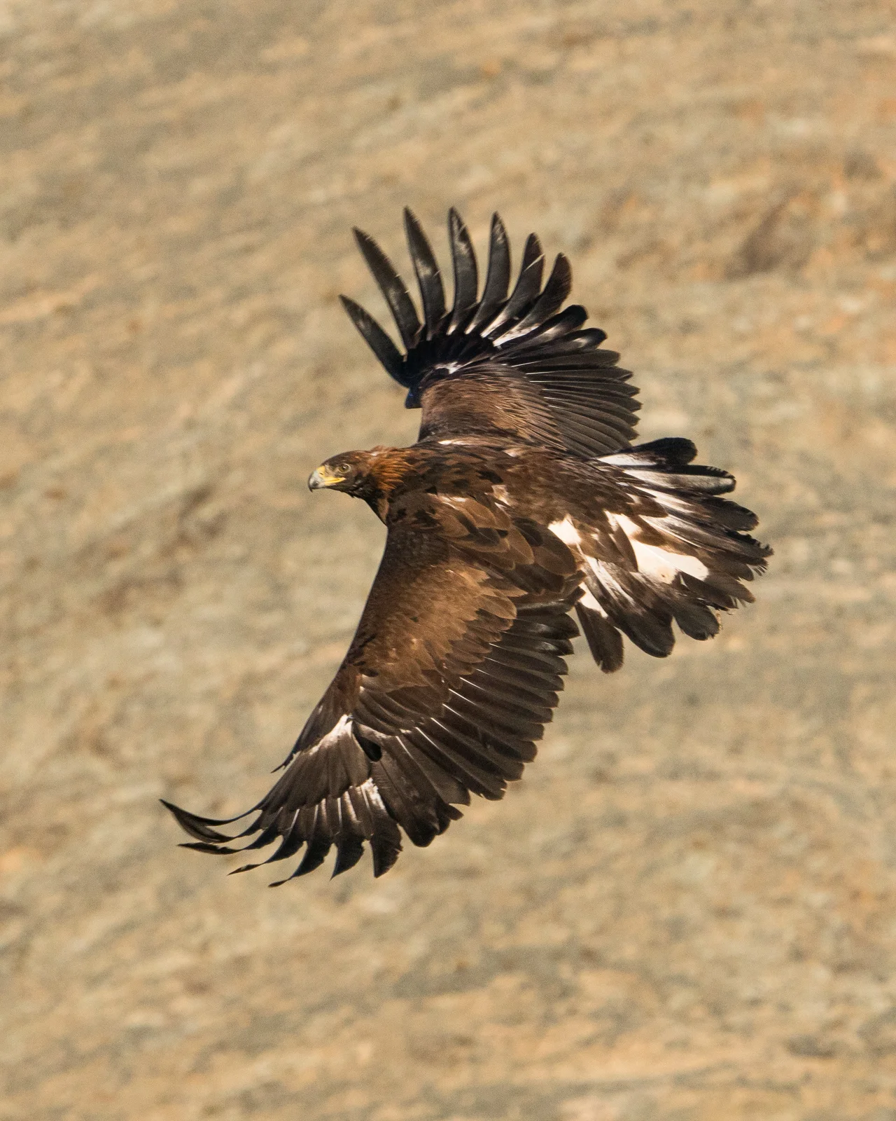 Eagle Hunter And Camel Herder Photo Workshop In Mongolia