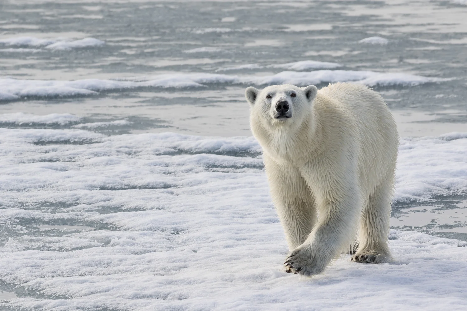 muench-workshops-polar-bear.jpg