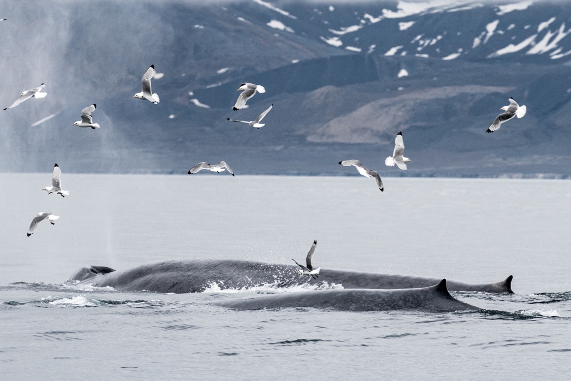 muench-workshops-whales.jpg
