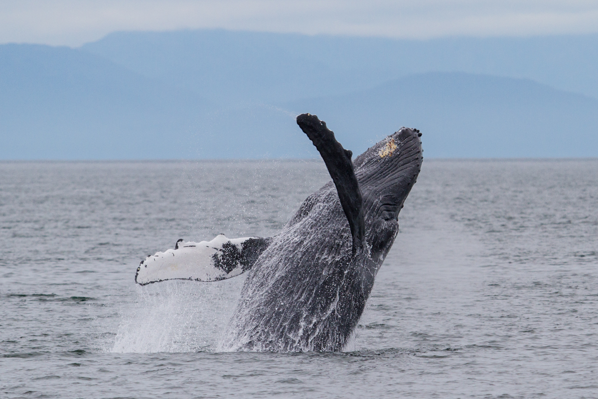 muench-workshops-whale-glacier-bay.jpg