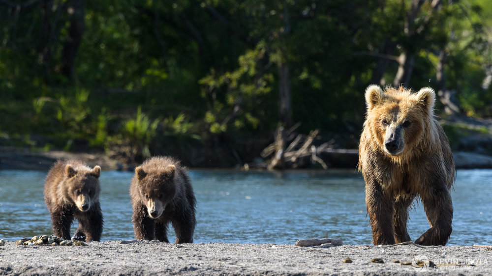 Aperture of f/9 not sufficient to have bear cub on the far left in focus. Nikon D850, f/9, 500 mm, subject distance 50 m, DoF 5 m