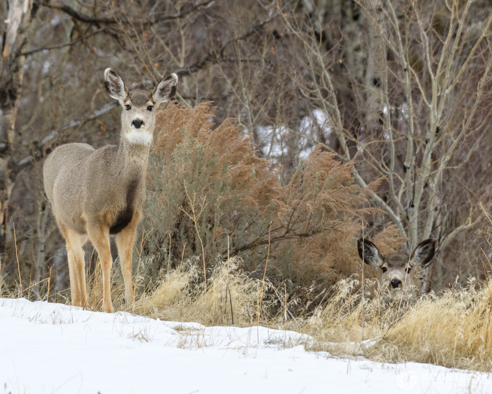 Aperture of f/5.6 not enough to ensure that the deer hiding on the right is tack sharp. Nikon D850, f/5.6, 250 mm, subject distance 30 m, DoF 4.8 m