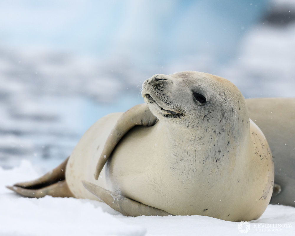 Aperture of f/5.6 allows the head of the seal to be in focus with nicely blurred background. Nikon D850, f/5.6, 340 mm, subject distance 18 m, DOF 1 m