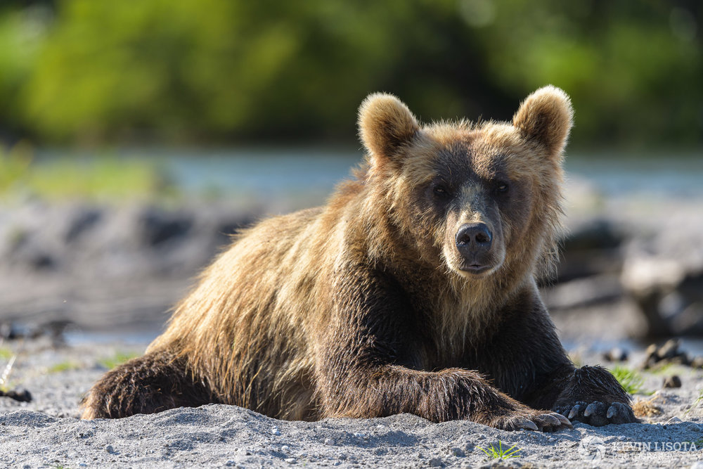 At f/5.6, only the head of the bear is in focus, and the busy background is nicely blurred. Nikon D850, f/5.6, 500 mm, subject distance 20 m, DoF 50 cm