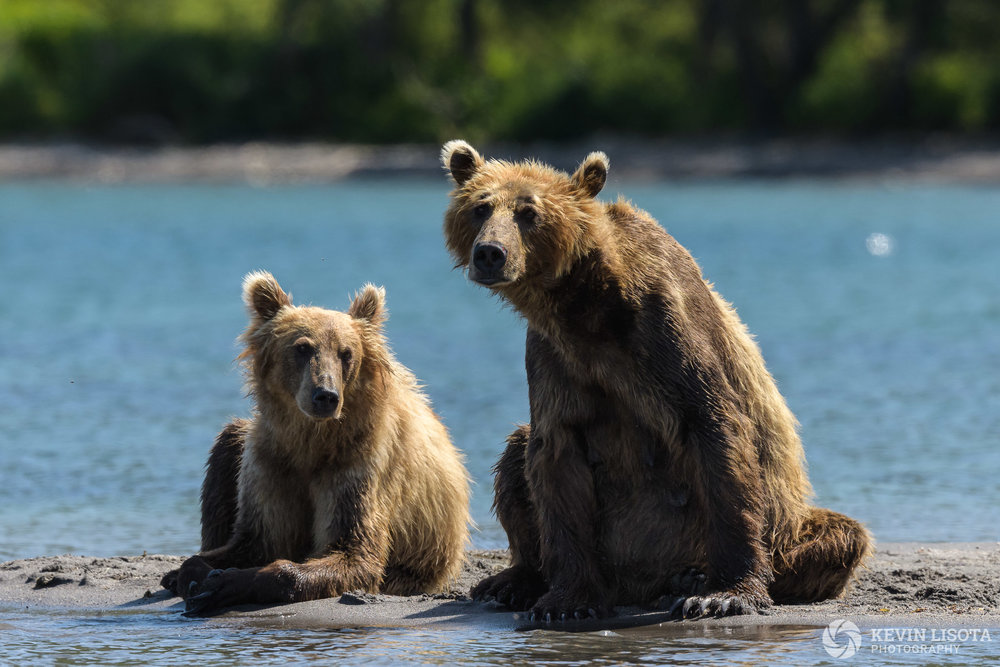 Aperture of f/7.1 used to keep both bears in focus. Nikon D850, f/7.1, 500 mm, subject distance 60 m, DoF 6 m