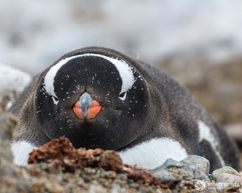 At very close range, f/5.6 is only sufficient to focus on the eyes of the penguin. Nikon D850, f/5.6, 500mm, subject distance 5 m, DoF 3 cm