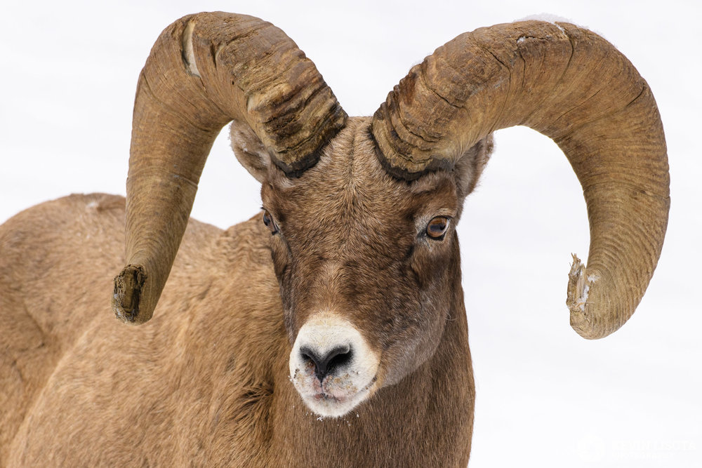 Aperture of f/7.1 used to get the snout and horns of the ram in focus. Nikon D850, f/7.1, 500mm, subject distance 15 m, DoF 37 cm