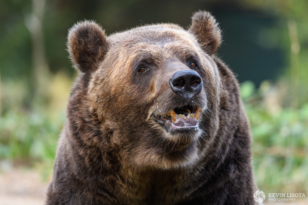 At f/5.6, the bear’s eyes and face are in focus, but the snout is not. Nikon D5, f/5.6, 500mm, subject distance 13 m, DoF 22 cm