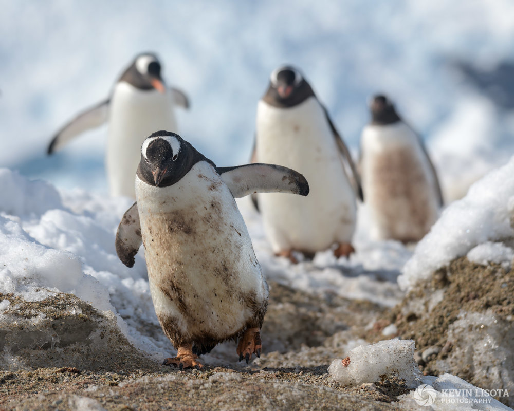 Penguins in the back intentionally blurred using aperture of f/5.6. Nikon D850, f/5.6, 260mm, subject distance 8m, DoF 83 cm