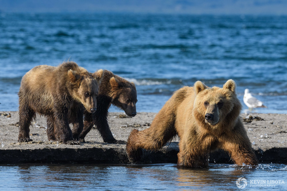 Aperture of f/13 required to ensure the bear sow and both cubs are all in focus. Nikon D850, f/13, 500mm, subject distance 40 m, DoF 4.8 m