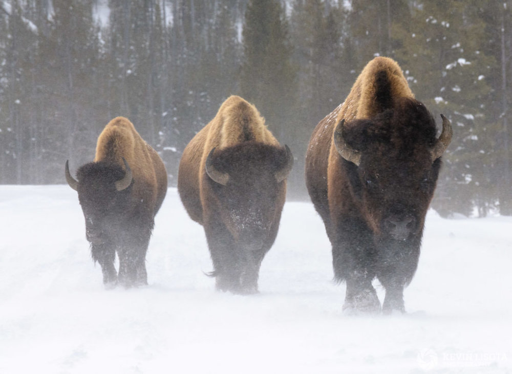 Deep stagger of bison required an aperture of f/18. Nikon D850, f/18, 340mm