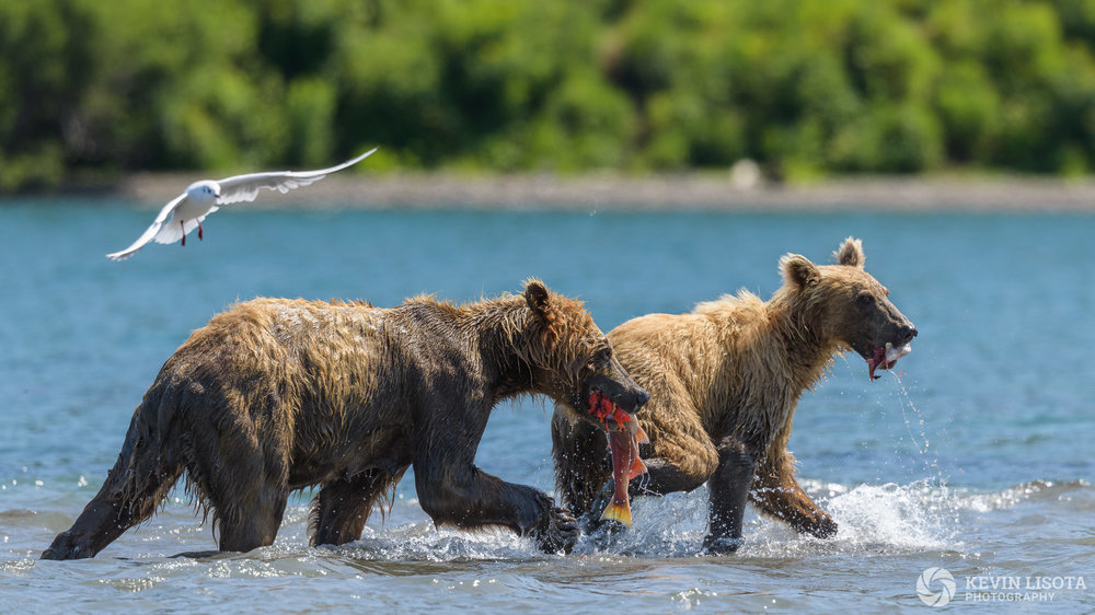 Aperture of f/6.3 to account for the staggered depth of the bears. The gull is not sharp at this aperture. Nikon D850, f/6.3, 500 mm, subject distance 50 m, DoF 3.8 m
