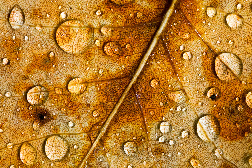  Water droplets of the fallen leaf of a poplar tree, Grandfather Mountain, Blue Ridge Parkway, North Carolina 