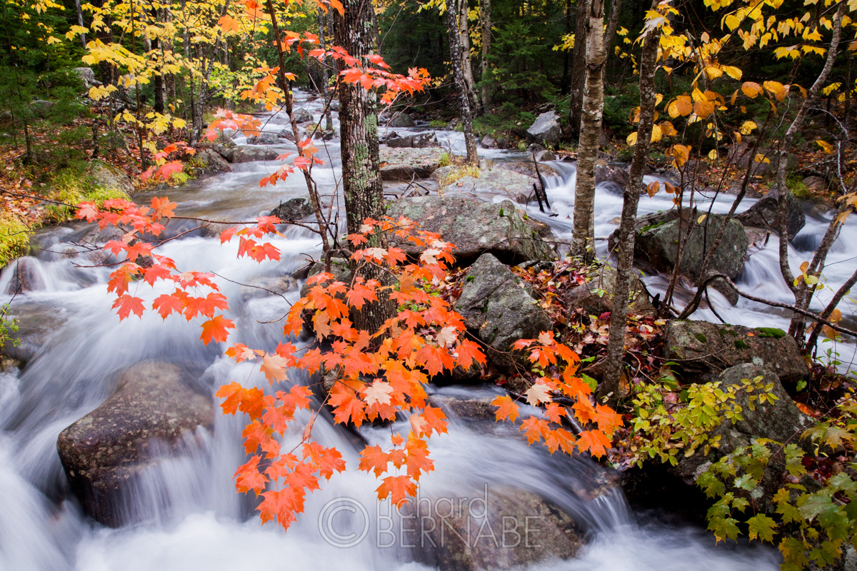 Autumn foliage along Jordan Stream, Acadia National Park, Maine