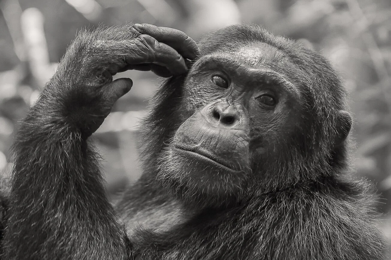 muench-workshops-randy-hanna-chimps.jpg