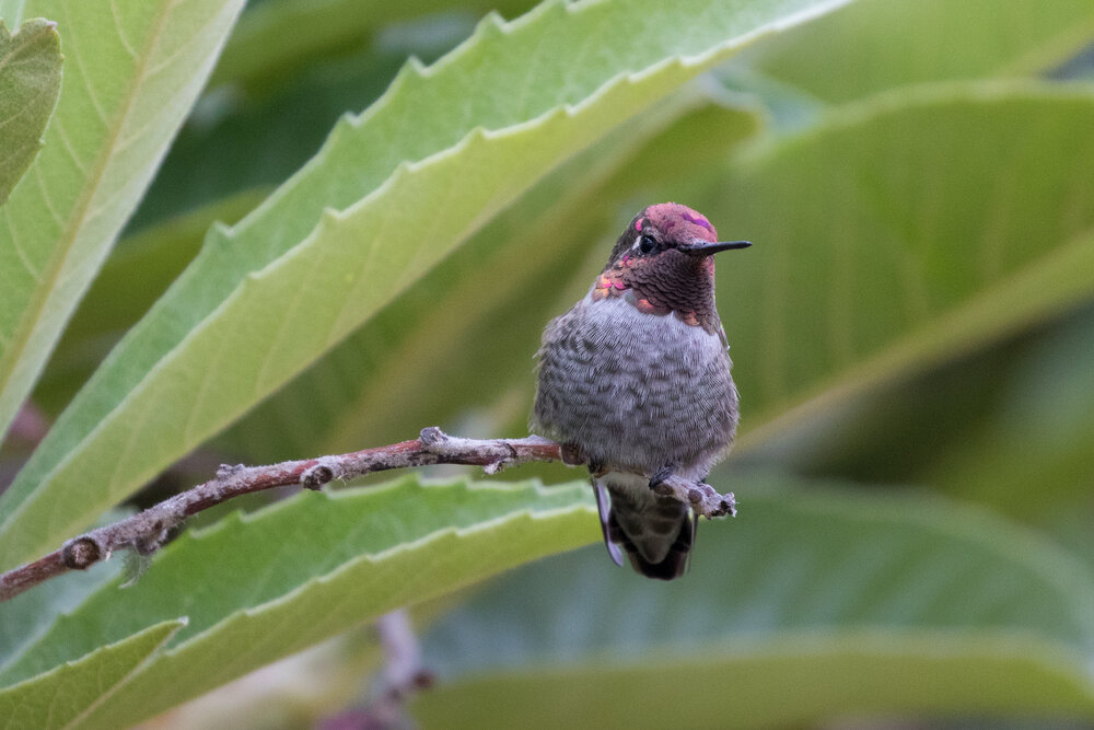 Hummingbirds tend to be pretty fearless, and often allow a relatively close approach. Visit parks or botanical gardens with spring flowers, or set up a feeder in your backyard.