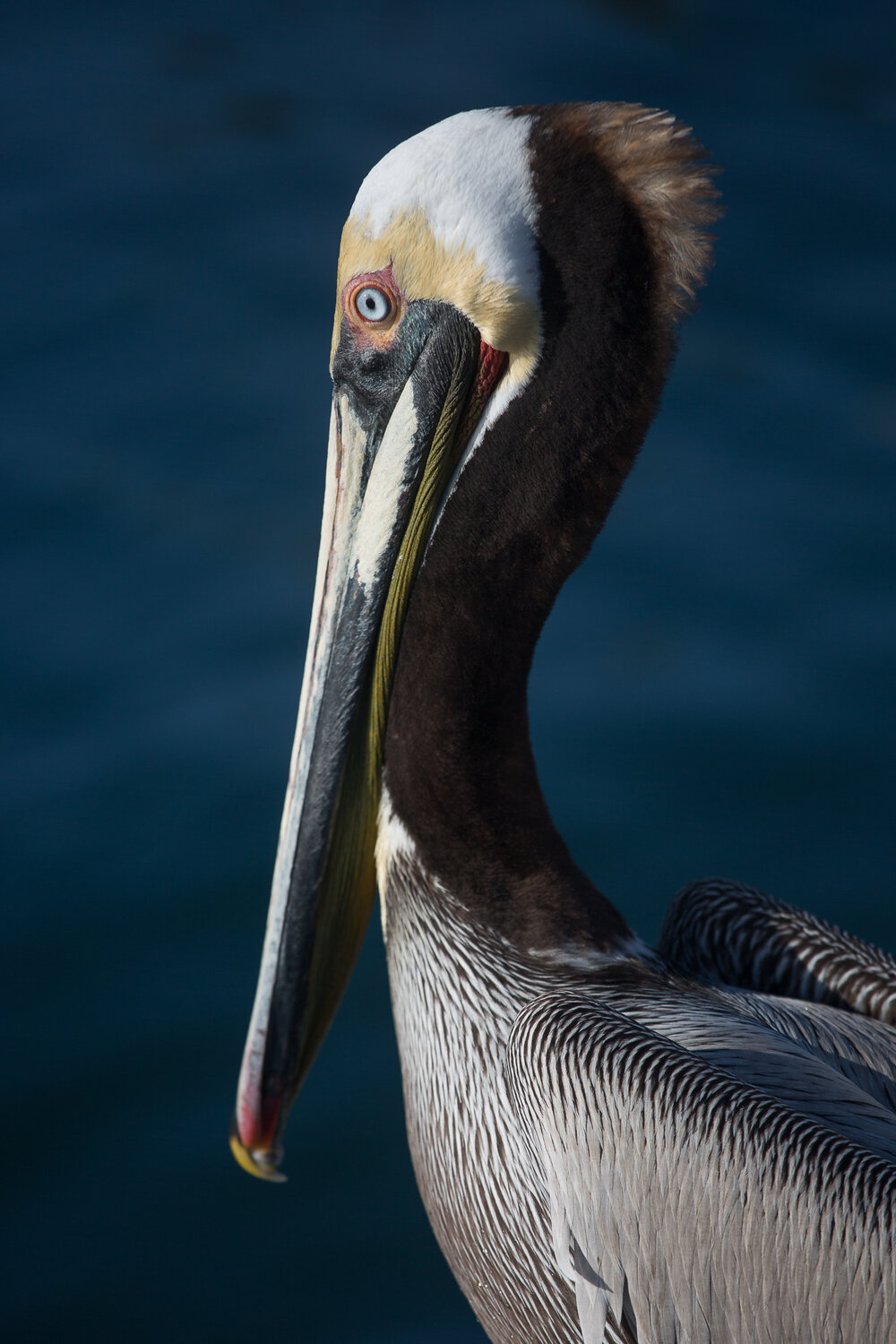 Longer lenses allow for bird portraits, especially of larger birds. Remember, though, this isn't the only composition possible!