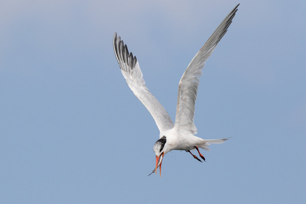 Capturing sharply focused birds in flight takes practice, but the right settings can help.