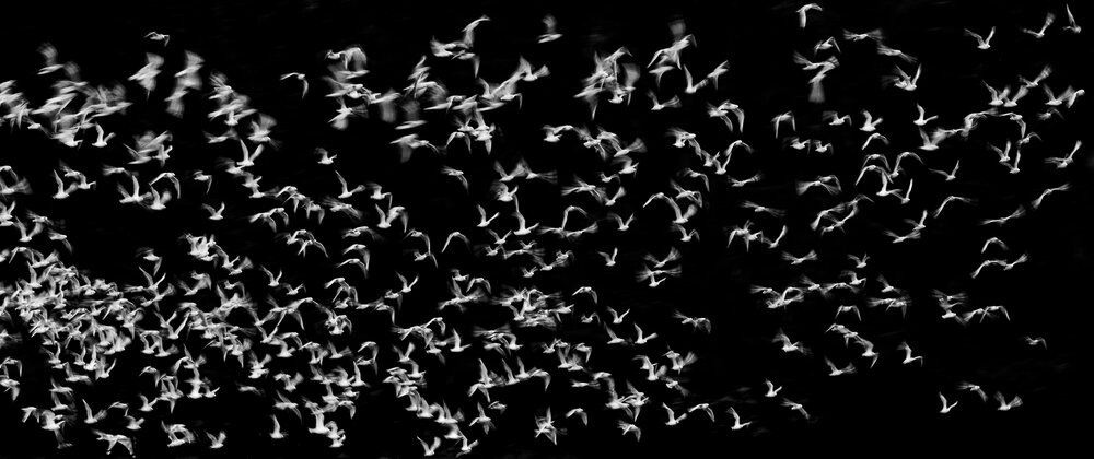 Once you've mastered the techniques for bird photography, you can start getting creative. Here a slower shutter speed allows for motion blur in a flock of gulls against dark trees.