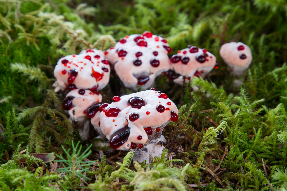 Red is a vibrant, intense color. It is attention-grabbing and is often used as a warning, even in nature. Red berries, red mushrooms, and red insects are all more likely to be poisonous.