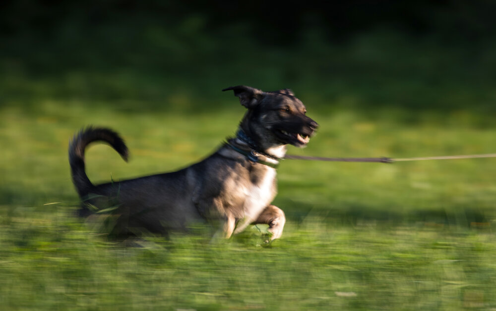 Panning in the back yard with a running dog – The dog was running back and forth. Simply put the focal point on the dog and shoot a burst of photos as the dog runs from side to side. Aperture F20, Shutter speed 1/60th of a second, Continual focus, continuous shooting mode, ISO100.