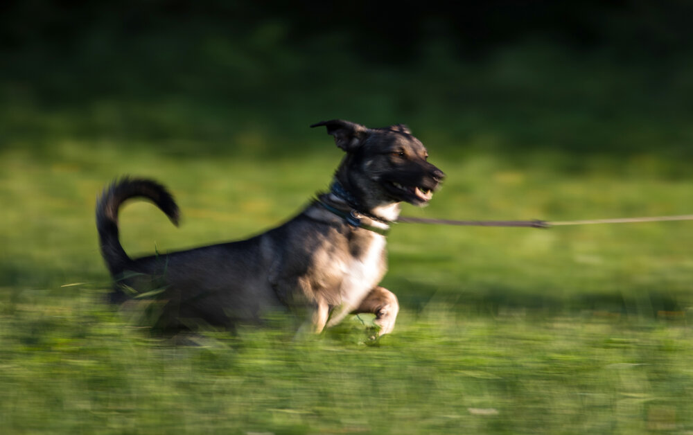 Assignment #6 – Motion 1 Panning in the back yard with a running dog – The dog was running back and forth. Simply put the focal point on the dog and shoot a burst of photos as the dog runs from side to side. Aperture F20, Shutter speed 1/60th of a second, Continual focus, continuous shooting mode, ISO100.
