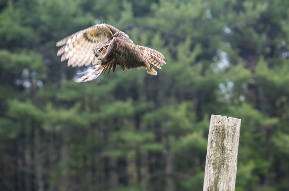 Assignment #6 – Motion 3 Launching Owl Long Exposure - The owl was on the perch. I placed my camera on a tripod and I composed and focused on the post. I set the camera to a single point focus as you would a typical landscape image. Without moving the camera I allowed the owl to fly out of the frame with a slower shutter speed, but shoot a high-speed burst of images as the owl took flight. I set my shutter speed at 1/200th of a second, Aperture of f16, ISO100. You can do this with any bird on a perch.