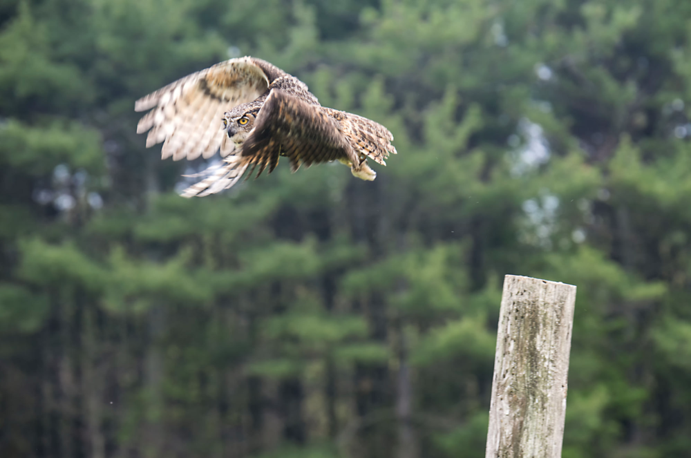 Launching Owl Long Exposure - The owl was on the perch. I placed my camera on a tripod and I composed and focused on the post. I set the camera to a single point focus as you would a typical landscape image. Without moving the camera I allowed the owl to fly out of the frame with a slower shutter speed, but shoot a high-speed burst of images as the owl took flight. I set my shutter speed at 1/200th of a second, Aperture of f16, ISO100. You can do this with any bird on a perch.