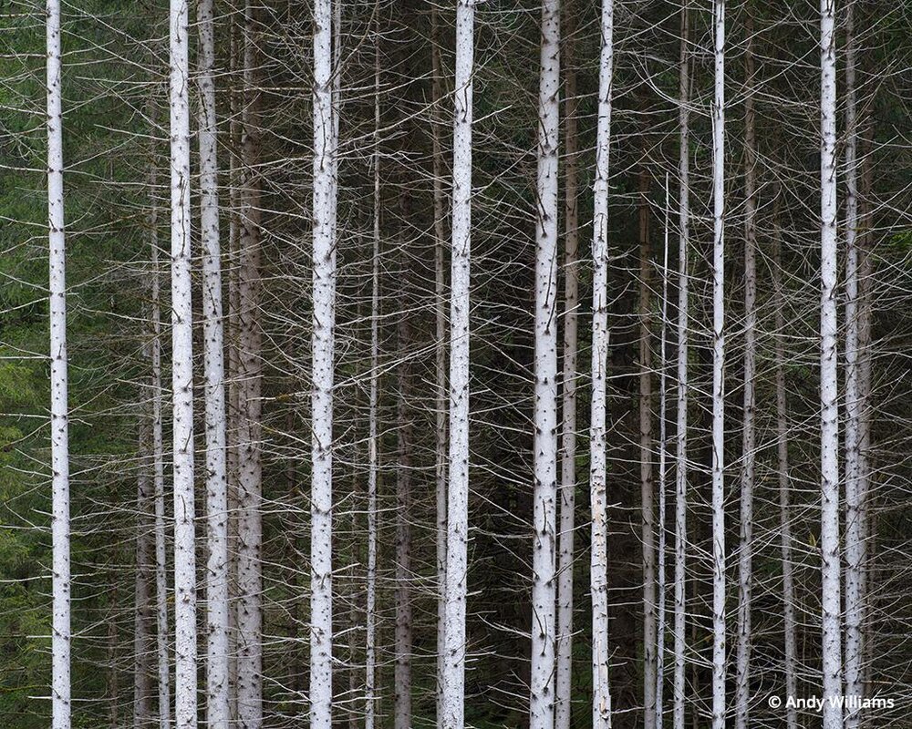 Stand of trees in Italy’s Dolomites.