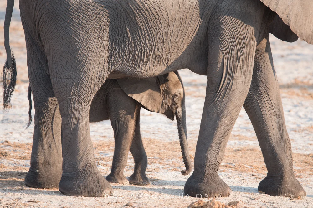 Mother elephant and calf.