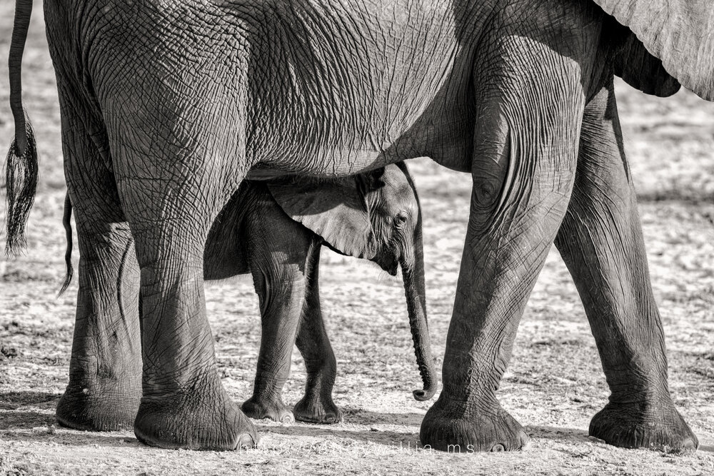 Mother elephant and calf, after conversion to black and white.