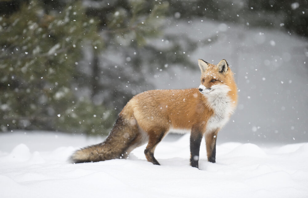 A red fox well insulated from the winter chill by a thick coat of warm fur.