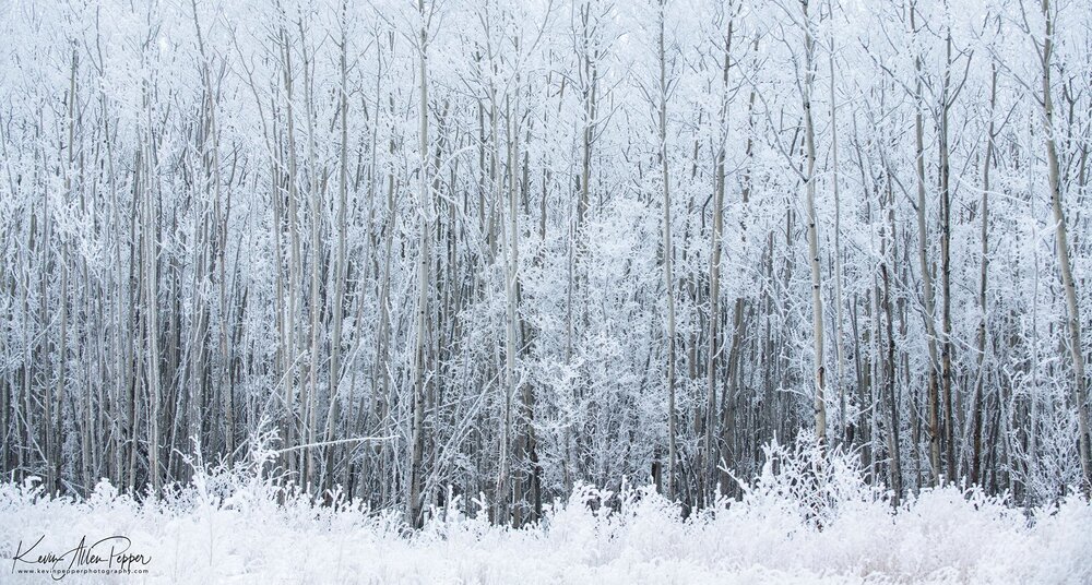 Assignment #16 – Temperature 2 Fresh snow and bare tree limbs set a wintry mood.