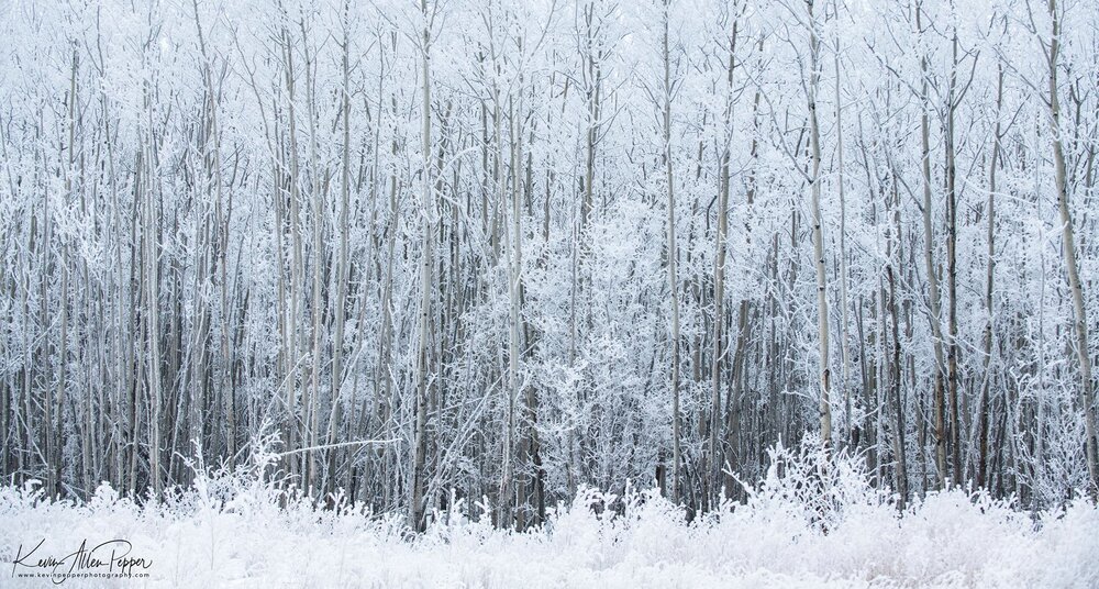 Fresh snow and bare tree limbs set a wintry mood.