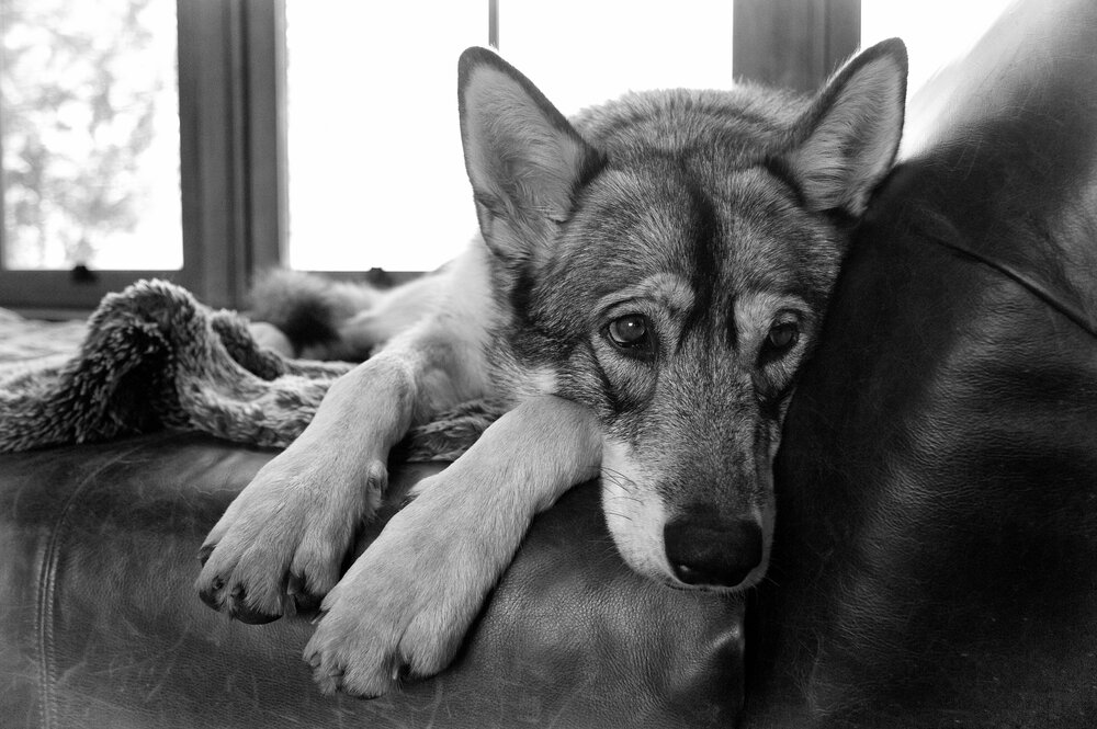 Assignment #21 - Thankfulness 2 image asset