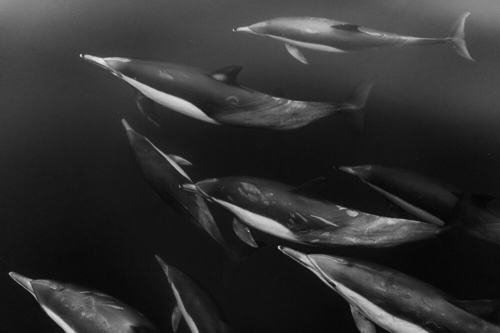 Assignment #29 - Low-Key Images 1 DSC05460.jpg