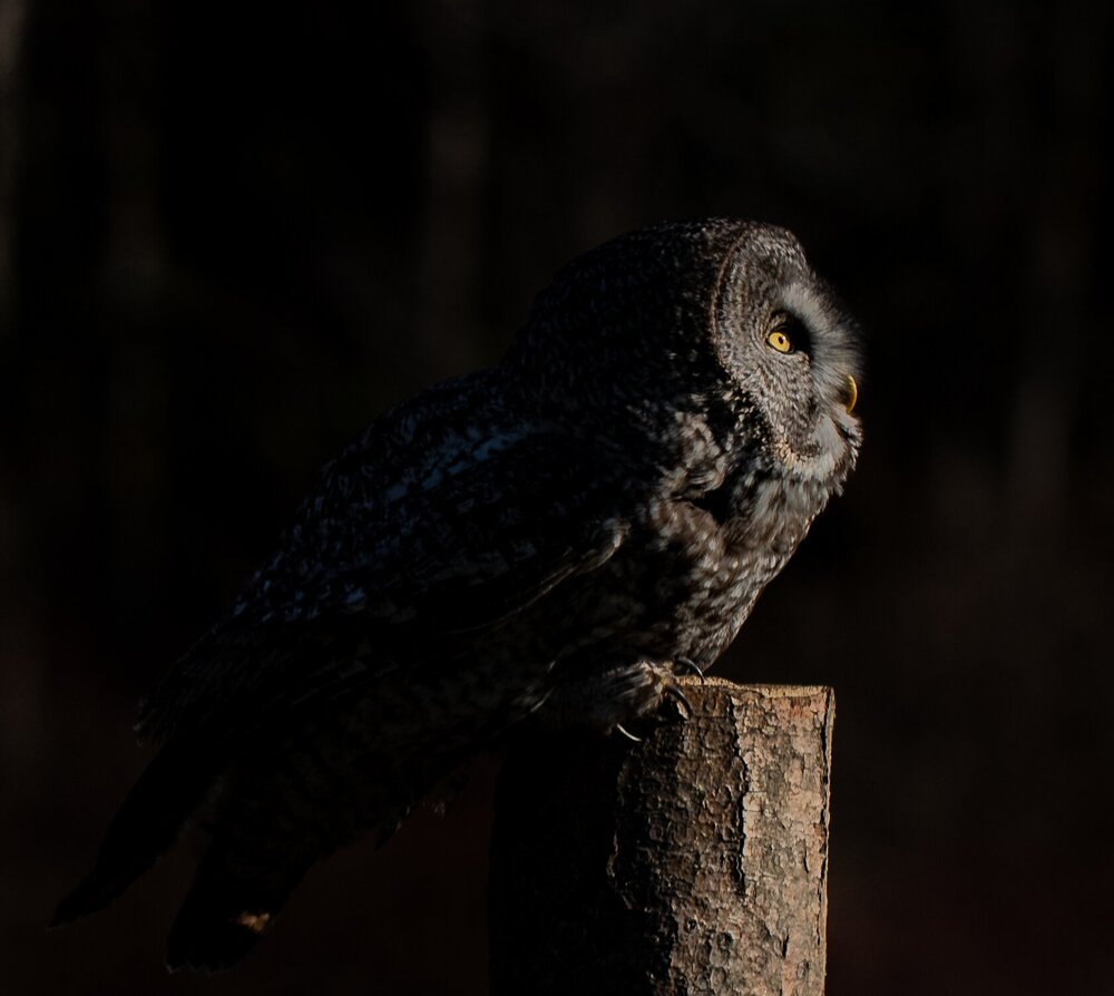 Assignment #29 - Low-Key Images 3 _KAP6301-134.jpg