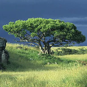 figtree.jpg