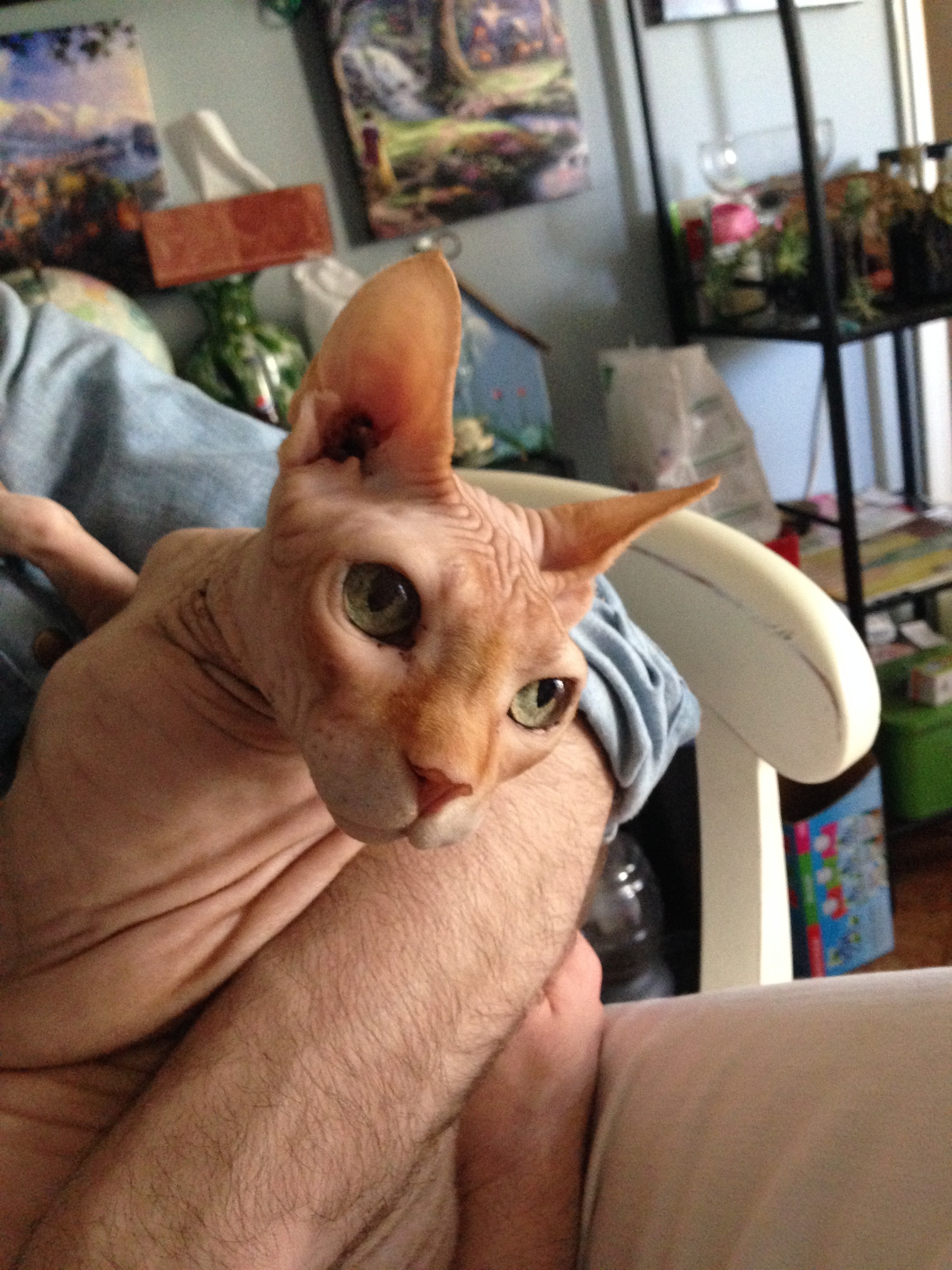 Best cat EVER!!!