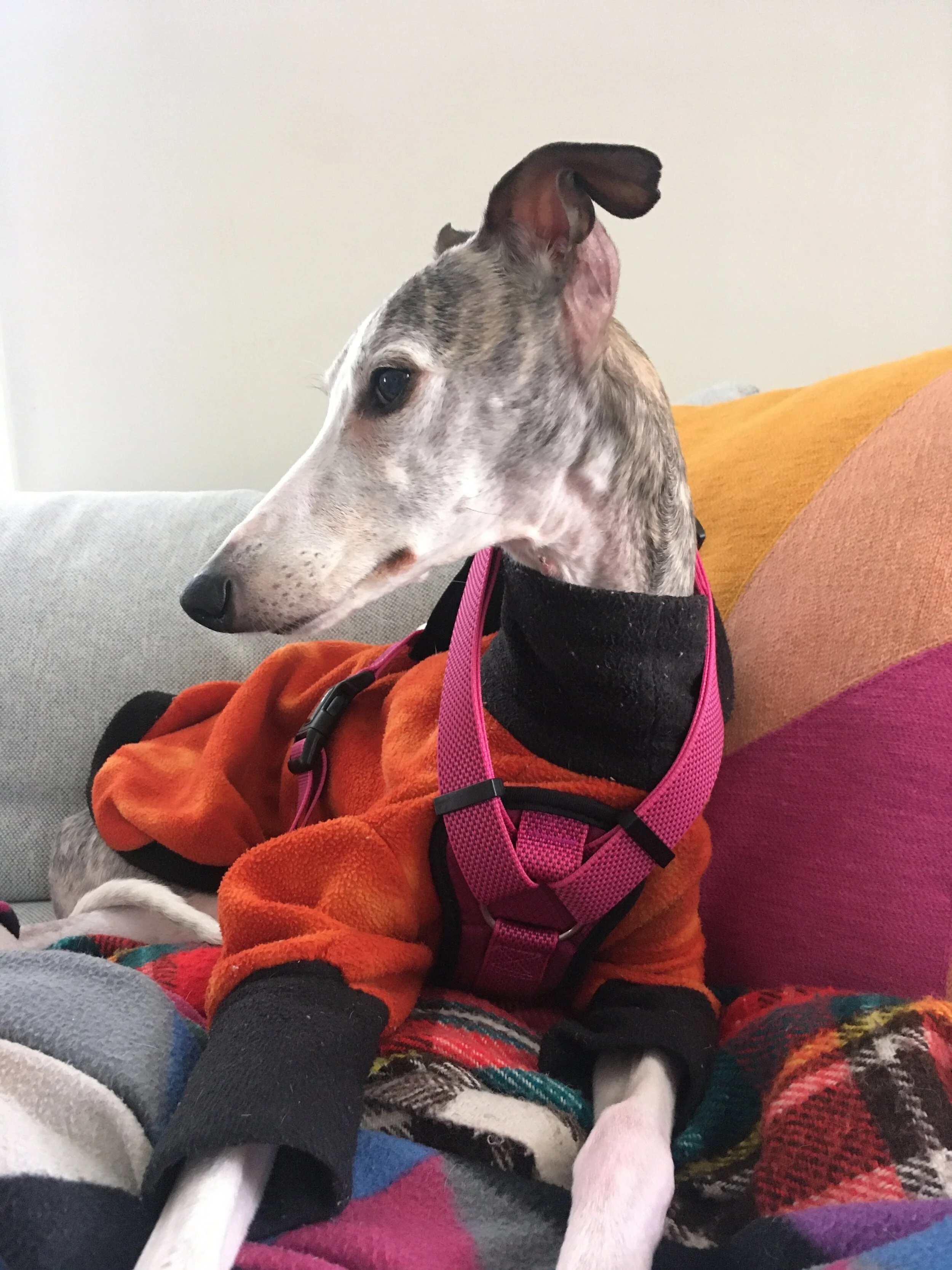 whippet limping front leg