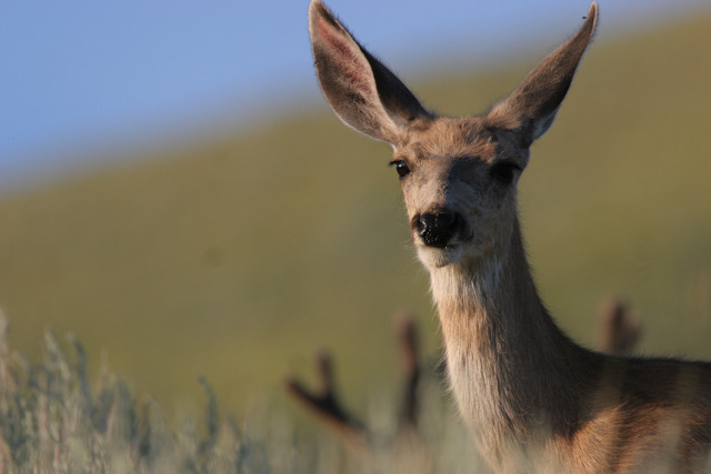 mule deer.jpg