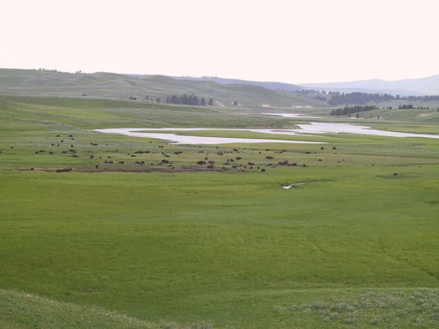 ynp hayden valley bison 2.jpg