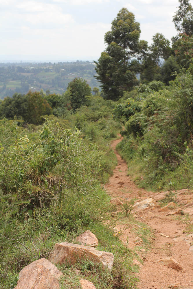 a narrow path through the tea fields