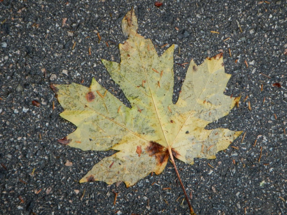  fallen maple leaf near Shannon Falls. 