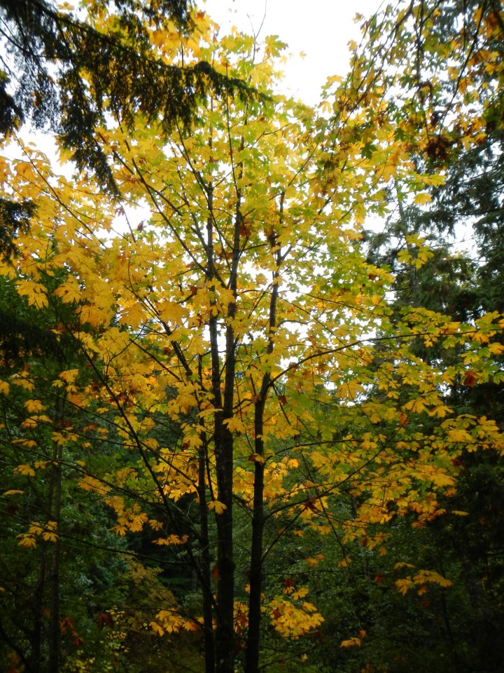  Gorgeous fall colors on display at Shannon Falls 