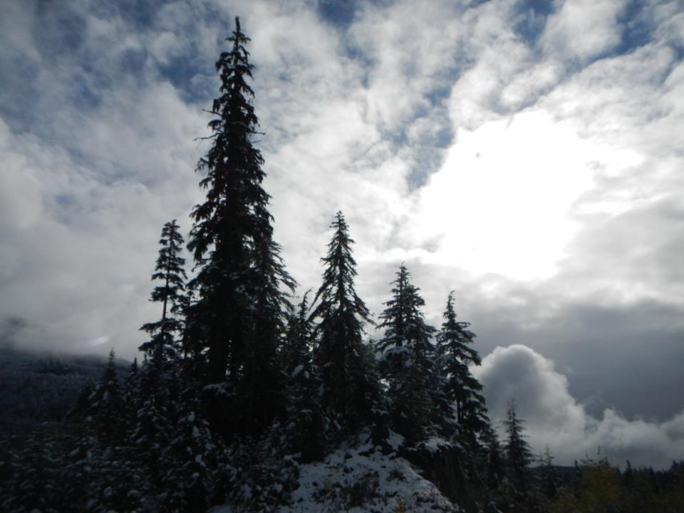  Snow covered trees 